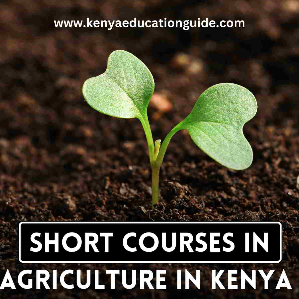Short courses in agriculture in Kenya